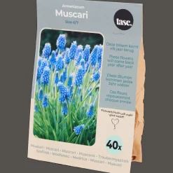 Action Bulbes à fleurs* Semis Et Plantes
