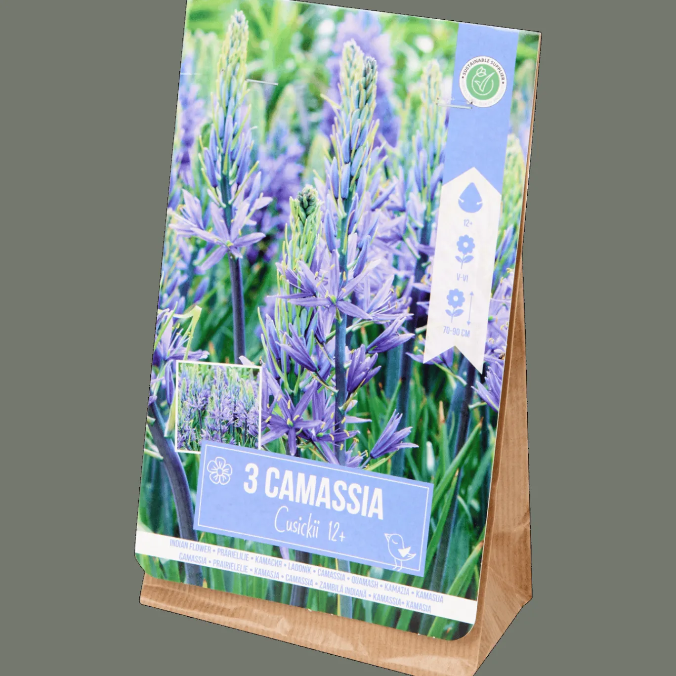 Action Bulbes de Camassia* Semis Et Plantes